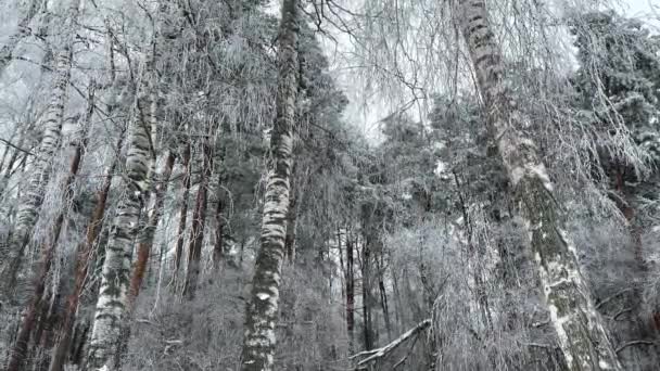 Замороженные Березы Тихом Зимнем Лесу Ветви Тяжелые Снегом Красивый Пейзаж — стоковое видео