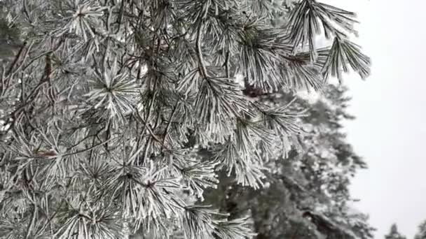 Szczelnie Zamarznięta Sosna Kołysze Się Wietrze Pięknym Pokrytym Śniegiem Lesie — Wideo stockowe
