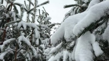 Arka planda kar yağıyor. Huzurlu, güzel kış ormanlarında çam dalı. Yakın plan. Yavaş çekim kar arkaplanı.