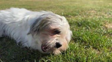 Köpek dışarıda çimlerin üzerinde yatarken bir diş çiğneme çubuğu kemiği yer. Genç pofuduk beyaz köpek, Shih tzu ve gözyaşı lekeleri..