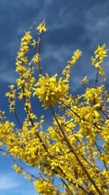 Forsythia 'nın sarı çiçekleri Mavi Gökyüzü Arkaplanı' na yakın çekim yapıyor. Golden Bell, Border Forsythia x Intermedia, Spring Garden 'daki Europaea Bush dikey videosu.