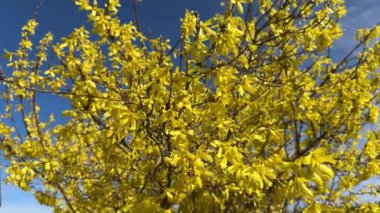 Forsythia Sarı Çiçekleri Mavi Gökyüzü Arkaplanı 'na karşı çiçek açıyor. Golden Bell, Forsythia x Intermedia Sınırı, Spring Garden 'daki Avrupa çalı.