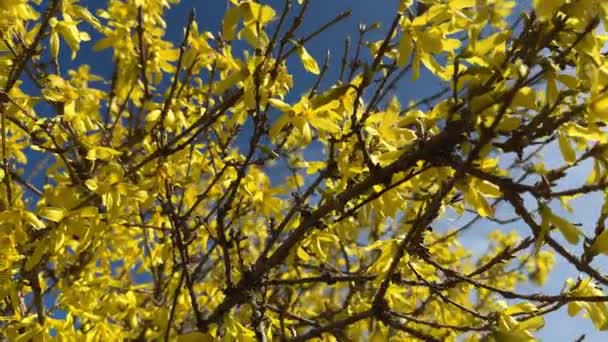 Forsythia Žluté Květy Kvetoucí Zblízka Pozadí Modrého Nebe Golden Bell — Stock video