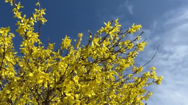 ブルースカイバックグラウンドに対するフォーサイスティアの黄色い花 ゴールデンベル ボーダーフォーサイシアXインターメディア 春の庭でエウロパイアブッシュ — ストック動画