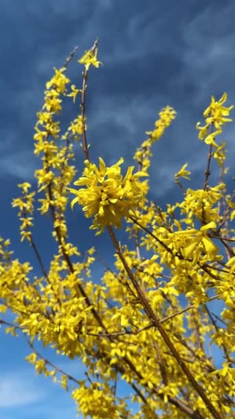 ブルースカイバックグラウンドに近づくフォーサイスティアの黄色い花 ゴールデンベル ボーダーフォーサイシアXインターメディア 春の庭でエウロパイアブッシュの垂直ビデオ — ストック動画