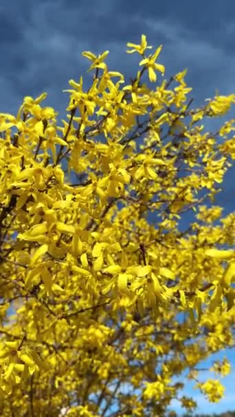 フォーサイスティア黄色の花ブルースカイバックグラウンドに近づく ゴールデンベル ボーダーフォーサイシアXインターメディア 春の庭でエウロパイアブッシュの垂直ビデオ — ストック動画