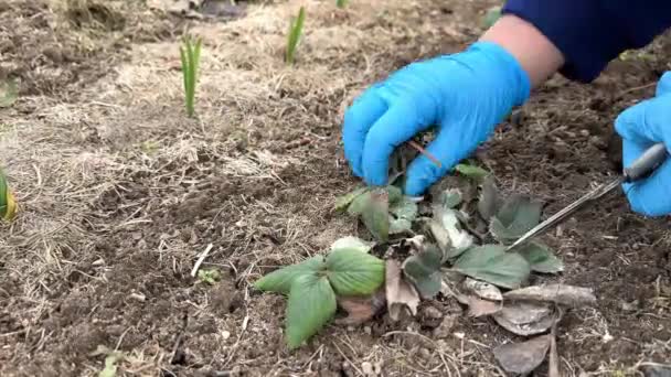 Strawberry Beds Membersihkan Spring Garden Waktu Selang Memotong Daun Strawberry — Stok Video