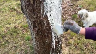 Yakın plan bir fırçayla eski bir elma ağacını beyazlatıyor. Bagajda limon boyası. Bahçıvan ağaç kabuğunu beyaz boyayla güneşten ve hastalıktan koruyor..