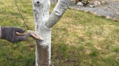 Yakından bir fırçayla kiraz ağacını beyazlatıyor. Bagajda limon boyası. Bahçıvan ağaç kabuğunu beyaz boyayla güneşten ve hastalıktan koruyor..
