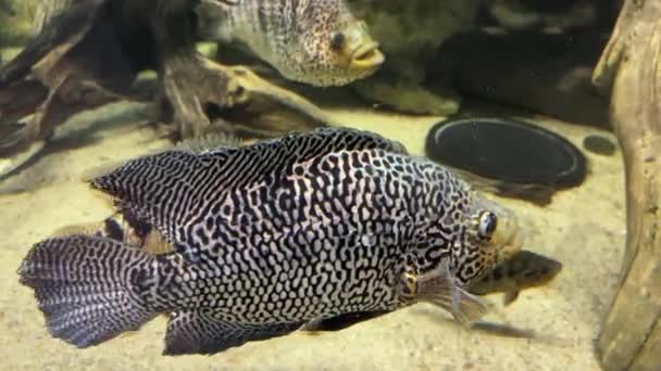 Managuense Nebo Jaguar Cichlid Ryby Parachromis Managuensis Plave Akváriu Close — Stock video