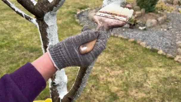 Jardinier Blanchissant Cerisier Avec Pinceau Gros Plan Limewash Peint Dans — Video
