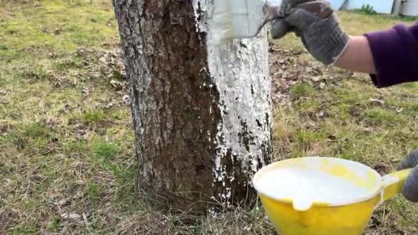 Blanchir Vieux Pommier Avec Pinceau Gros Plan Limewash Peint Dans — Video