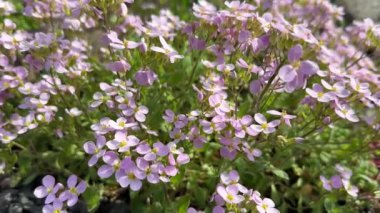 Bahar bahçesinde Pembe Kaya Teresi ya da Arabidopsis arenosa çiçekleri.