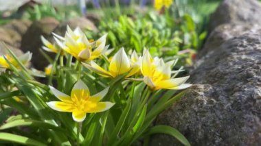 Geç lale ya da Tulipa Tarda Baharda Bahçede beyaz sarı çiçekler.