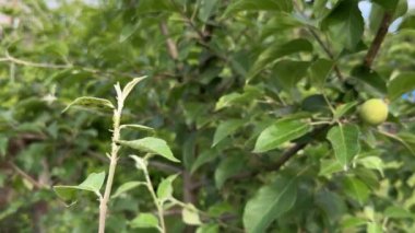 Genç sapta yeşil yaprak bitleri ve karıncalar ve yakın planda bir bahçede elma ağacı yaprakları. Haşere kontrolü, tarım ve meyve bitkisi sağlığı kavramı.