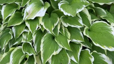 Hosta Moerheim, Plantain Lily ve Funkia olarak da bilinir. Bahçedeki yeşil ve beyaz yaprakların üzerine yağmur damlaları düşer.