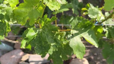 Soğuk havadan etkilenen çizilmiş üzüm yaprakları. Üzüm bağında bahar ayazı hasarı.