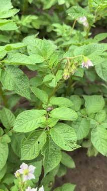 Colorado patates böceği, bitki yaprağının üzerindeki çizgili böcek. Patates ekinleri çiçek açıyor. Bahçe haşereleri. Dikey görüntüler.