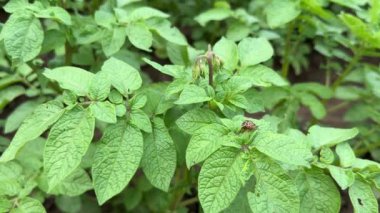 Colorado patates böceği ya da Leptinotarsa dezenfektan çizgili yeşil bitki yaprağını kemiren böcek. Bahçe haşereleri