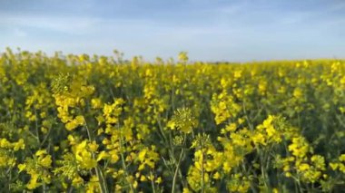 Kırsalda açan sarı kolza tohumu tarlası. Yağ tohumu tecavüz çiçekleri.