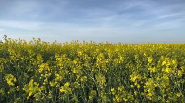 Kırsalda çiçek açan sarı kolza tohumu tarlası. Yağ tohumu tecavüz çiçekleri.