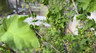 Frenk üzümü yaprakları ya da kırmızıüzümlü Blister Aphid ya da Cryptomyzus ribis 'ten etkilenmiş Ribes rubrum. Frenk üzümü hastalığı. Yakın plan.