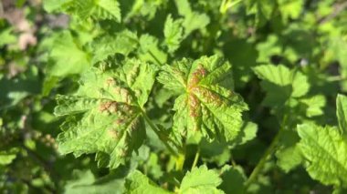 Frenk üzümü hastalığı. Frenk üzümü kabarcığı yaprağı ya da kırmızı frenk üzümü ya da Ribes rubrum yapraklı Cryptomyzus ribis. Yakın plan..