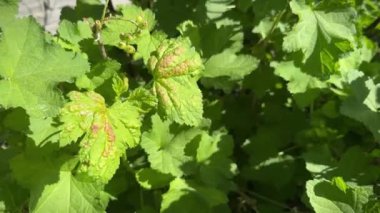 Frenk üzümü yaprakları ya da kırmızıüzümlü Blister Aphid ya da Cryptomyzus ribis 'ten etkilenmiş Ribes rubrum. Frenk üzümü.