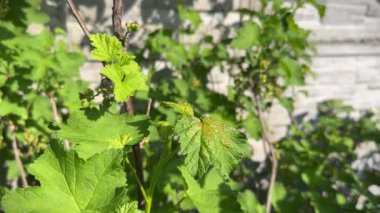Frenk üzümü, kabarcık yaprağı ya da kırmızı frenk üzümü ya da Ribes rubrumunun kabarık yaprakları üzerindeki Cryptomyzus ribis. Frenk üzümü.