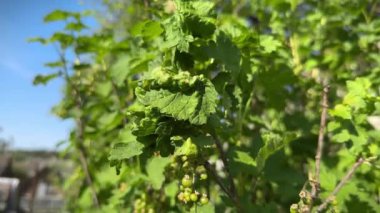 Frenk üzümü yaprakları ya da kırmızıüzümlü Blister Aphid ya da Cryptomyzus ribis 'ten etkilenmiş Ribes rubrum. Frenk üzümü.