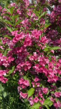 Bahçedeki canlı Weigela pembe çiçekleri. Weigela Coraeensis çalısı yakın plan çiçek açar. Dikey görüntüler.