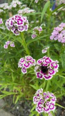 Beyaz ve mor dianthus barbatus ya da yaz bahçesinde açan yaban arısı çiçekleri. Dikey görüntüler.