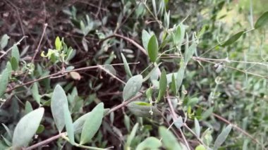 Acacia redolens, yaygın olarak Bank catclaw olarak bilinir, prosacia, veya çöl halısı Evergreen bitkisi yakın plan.