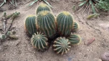 Ferocactus Glaucescens veya Blue Barrel Kaktüsü, Kaktüs.