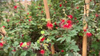 Calliandra Calinica ya da Baja peri tozu hiç bitmeyen yeşil bitki, çalılıkta kırmızı çiçek