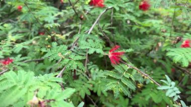 Calliandra Calinica ya da Baja peri tozu hiç bitkisiz yeşil, yakın plan kırmızı çiçekler.