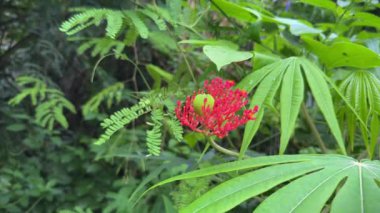 Kırmızı çiçek ve yeşil meyveler Jatropha multifida veya Coral Bush fabrikası, yakın plan..