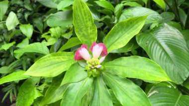 Costus fissiligulatus veya Afrika Prensesi yakın plan pembe ve beyaz çiçekler, ayrıca Spiral Ginger veya Kamerun Kostusu olarak da bilinir..