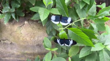 İki Heliconius Cydno Alithea ya da Postacı Kelebek Yeşil yapraklı siyah beyaz kanatlı.