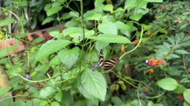 Zebra Uzun Kanatlı Kelebek ya da Mor Yosun bitkisinin çizgili kanatlarıyla Heliconius şaritonisi.
