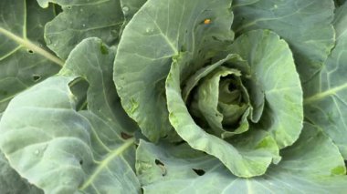 Lahana beyaz kelebek tırtılı, Pieris sutyen, kara lekeli, sarı yumurtaların yanında lahana yaprakları yiyor..