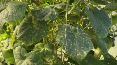 Salatalık yaprakları ve mozaik sarı lekeler bahçedeki küflü küf veya Pseudoperonospora cubensis tarafından enfekte edilmiş, yakın plan. Cucurbit sebze hastalığı.