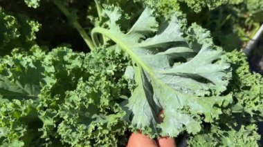 Cabbage Whitefly ya da Aleyrodes proletella sarmaşıkları kıvırcık lahana yaprakları üzerinde, bir sürü uçan küçük beyaz güve