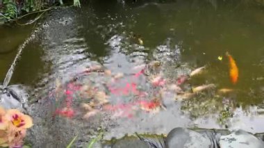 Birçok renkli koi balığı yemyeşil bir bahçedeki açık havuzda yüzer.