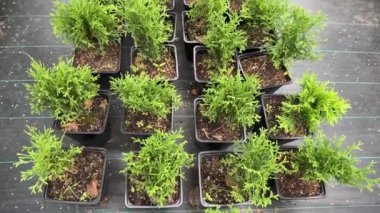 Thuja Occidentalis 'in yeşil tohumu ve saksılardaki Smaragd ağaçları, bitki yetiştirme ya da bahçe merkezi.