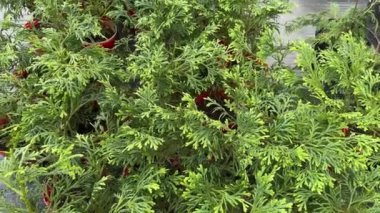 Thujopsis dolabrata ya da Hiba arborvitae saksılarda genç tohumlar. Thujopsis ağacı, selvi familyasından bir kozalaklı ağaç cinsidir.