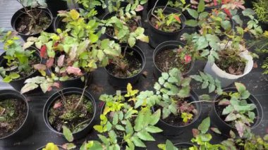 Mahonia genç fideleri saksılarda bir bitkinin fidanlığında