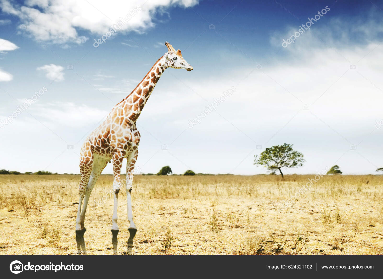 Download A Giraffe Standing On A Blue Background Wallpaper