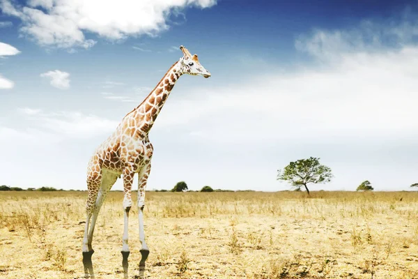 Image Giraffe Standing Savannah Blue Sky Background — Stock Photo, Image