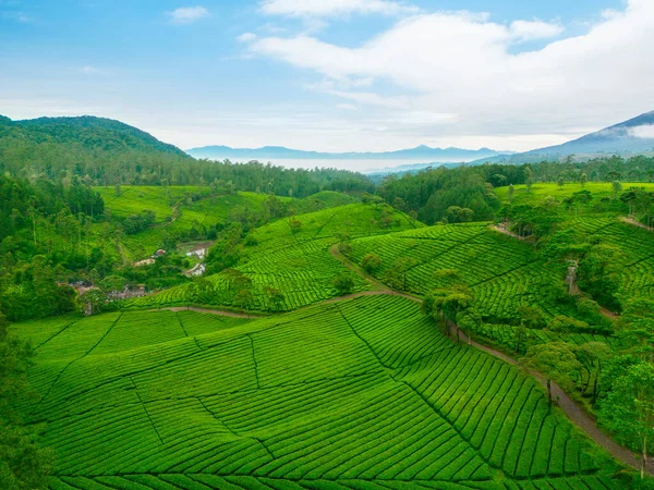 Beautiful Aerial View Tea Plantation Misty Mountain Background Morning Time — Stock Photo, Image